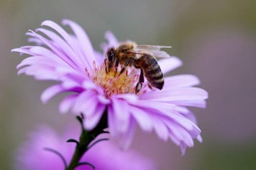 Erste Hilfe bei Bienenstichen