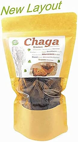 chaga pilz