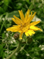 Arnica montana