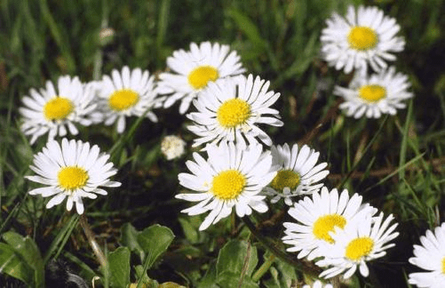 bellis perenis